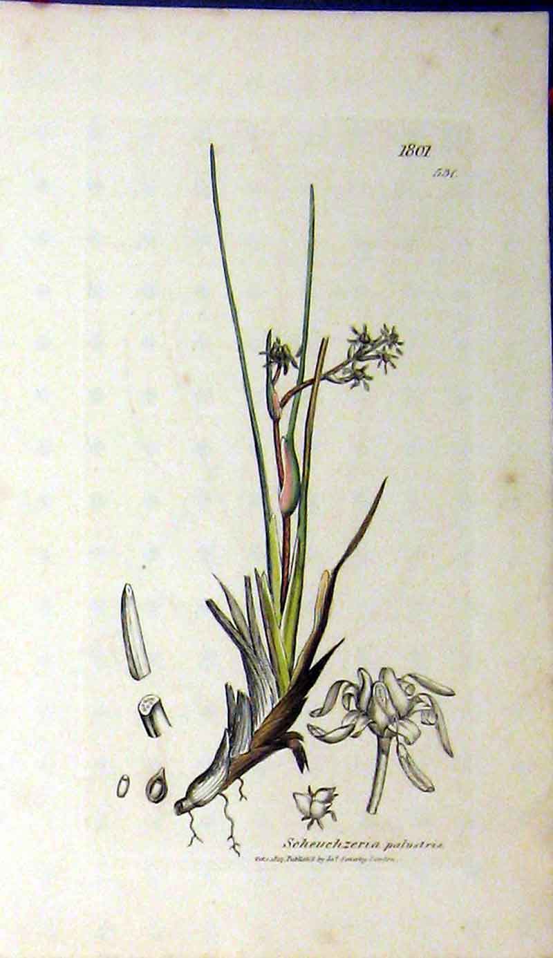 Original Old Antique Print 1807 Scheuchzeria Palustris Plant Sowerby Botanical