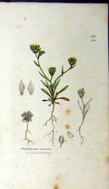 Original Old Antique Print 1812 Sowerby Botanical Bupleurum Odontites 19th