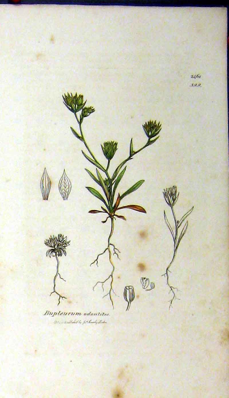Original Old Antique Print 1812 Sowerby Botanical Bupleurum Odontites 19th