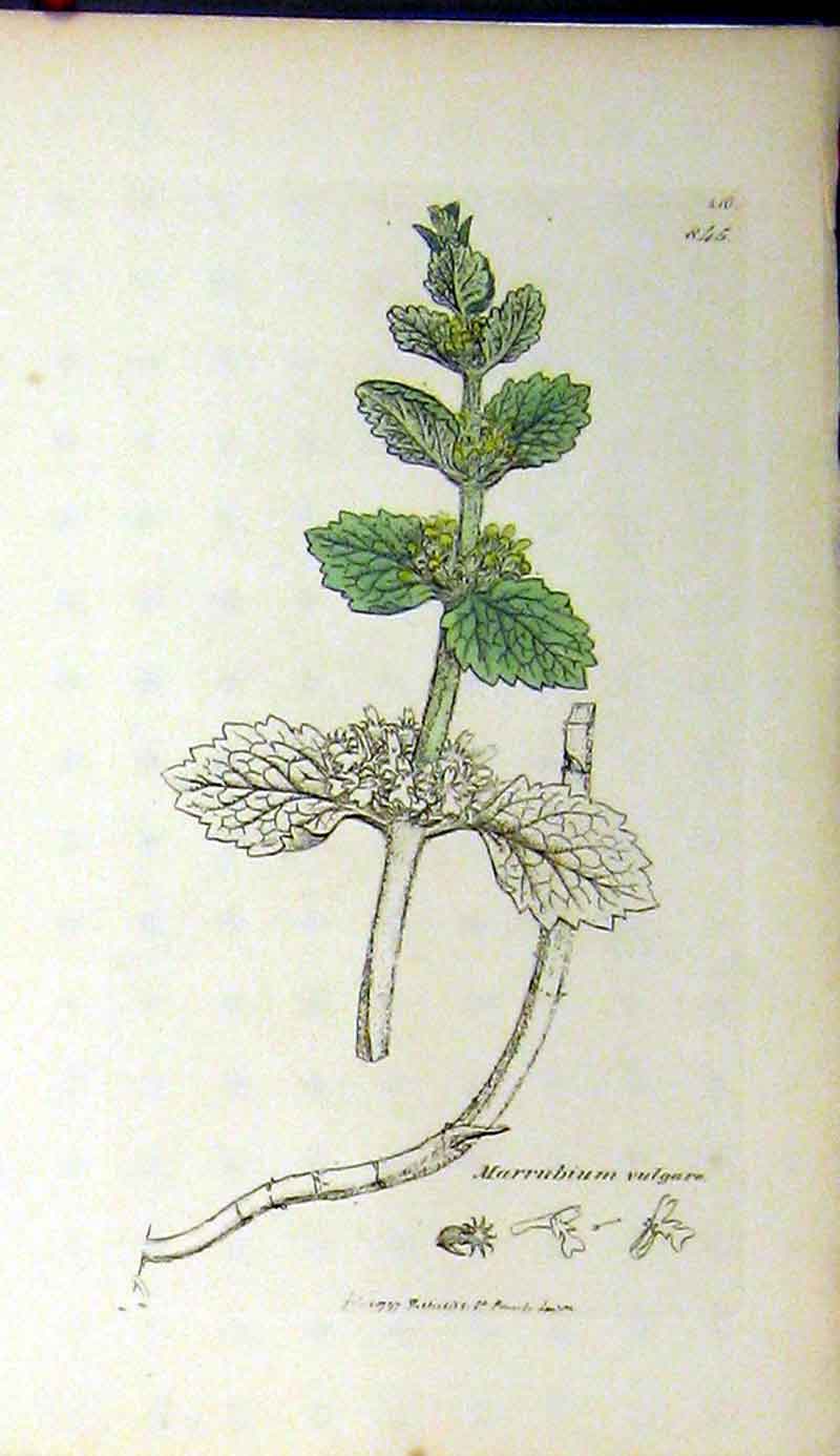 Original Old Antique Print Sowerby Botanical 1797 Marrubium Vulgare Plant 18th