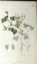 Original Old Antique Print 1830 James Sowerby Botanical Flower Plant Stem 19th
