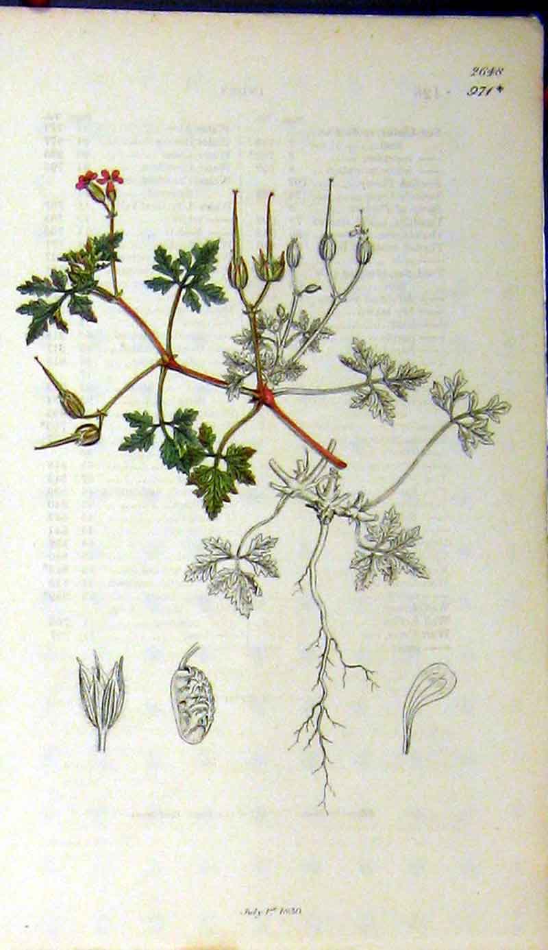 Original Old Antique Print 1830 James Sowerby Botanical Flower Plant Stem 19th