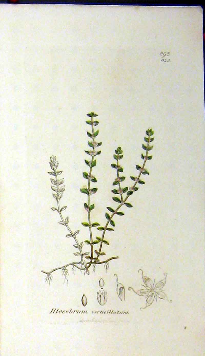 Original Old Antique Print 1801 Sowerby Botanical Illecebrum Verticillatum 19th
