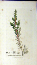 Original Old Antique Print 1799 Sowerby Botanical Chenopodium Fruticosum 18th