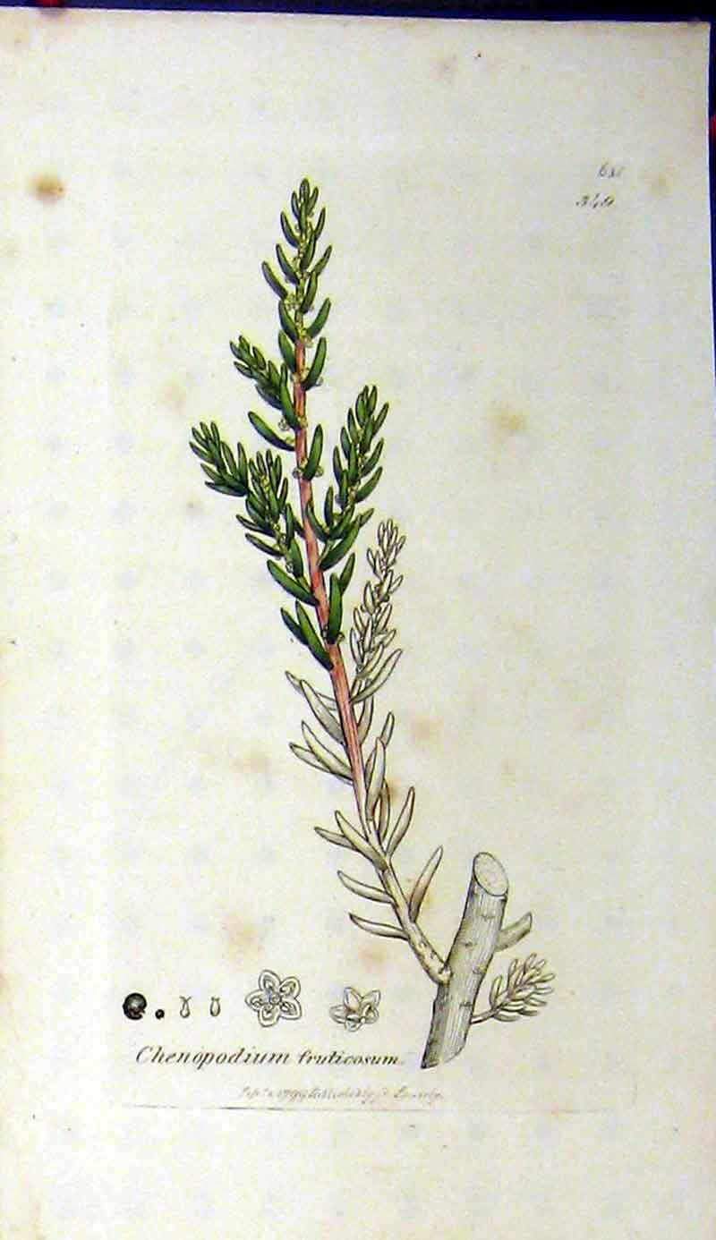 Original Old Antique Print 1799 Sowerby Botanical Chenopodium Fruticosum 18th