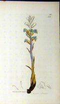 Original Old Antique Print 1797 Sowerby Botanical Orobanche Minor Plant 18th
