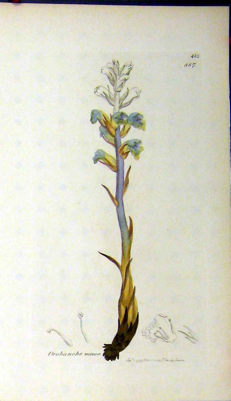 Original Old Antique Print 1797 Sowerby Botanical Orobanche Minor Plant 18th