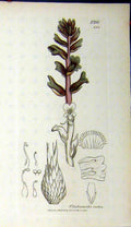 Original Old Antique Print Orobanche Rubra Plant 1807 Sowerby Botanical 19th