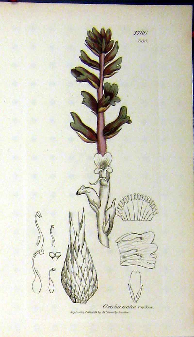 Original Old Antique Print Orobanche Rubra Plant 1807 Sowerby Botanical 19th