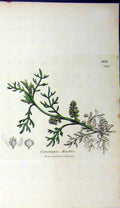 Original Old Antique Print Coronopus Ruellii Plant 1806 Sowerby Botanical 19th