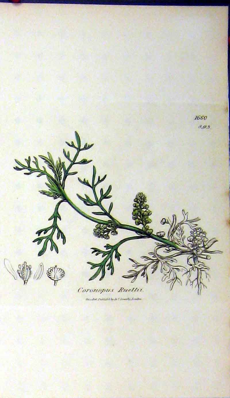Original Old Antique Print Coronopus Ruellii Plant 1806 Sowerby Botanical 19th