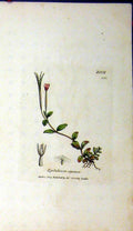 Original Old Antique Print Epilobium Alpinum Plant 1809 Sowerby Botanical 19th