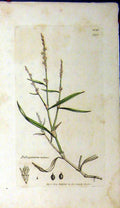 Original Old Antique Print Sowerby Botanical 1802 Polygonum Minus Plant 19th