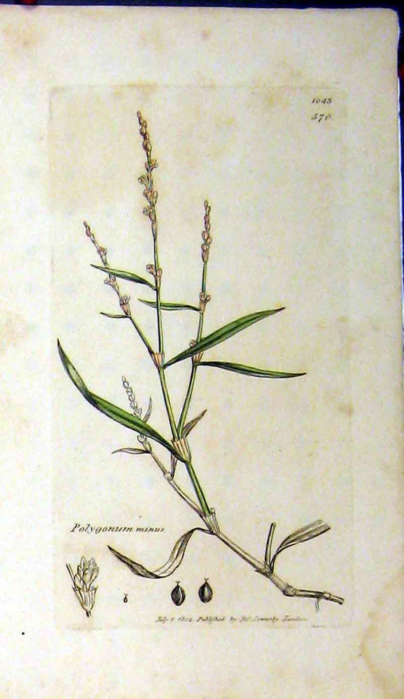 Original Old Antique Print Sowerby Botanical 1802 Polygonum Minus Plant 19th