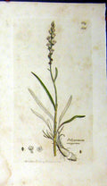 Original Old Antique Print 1799 Sowerby Botanical Polygonum Viviparum Plant