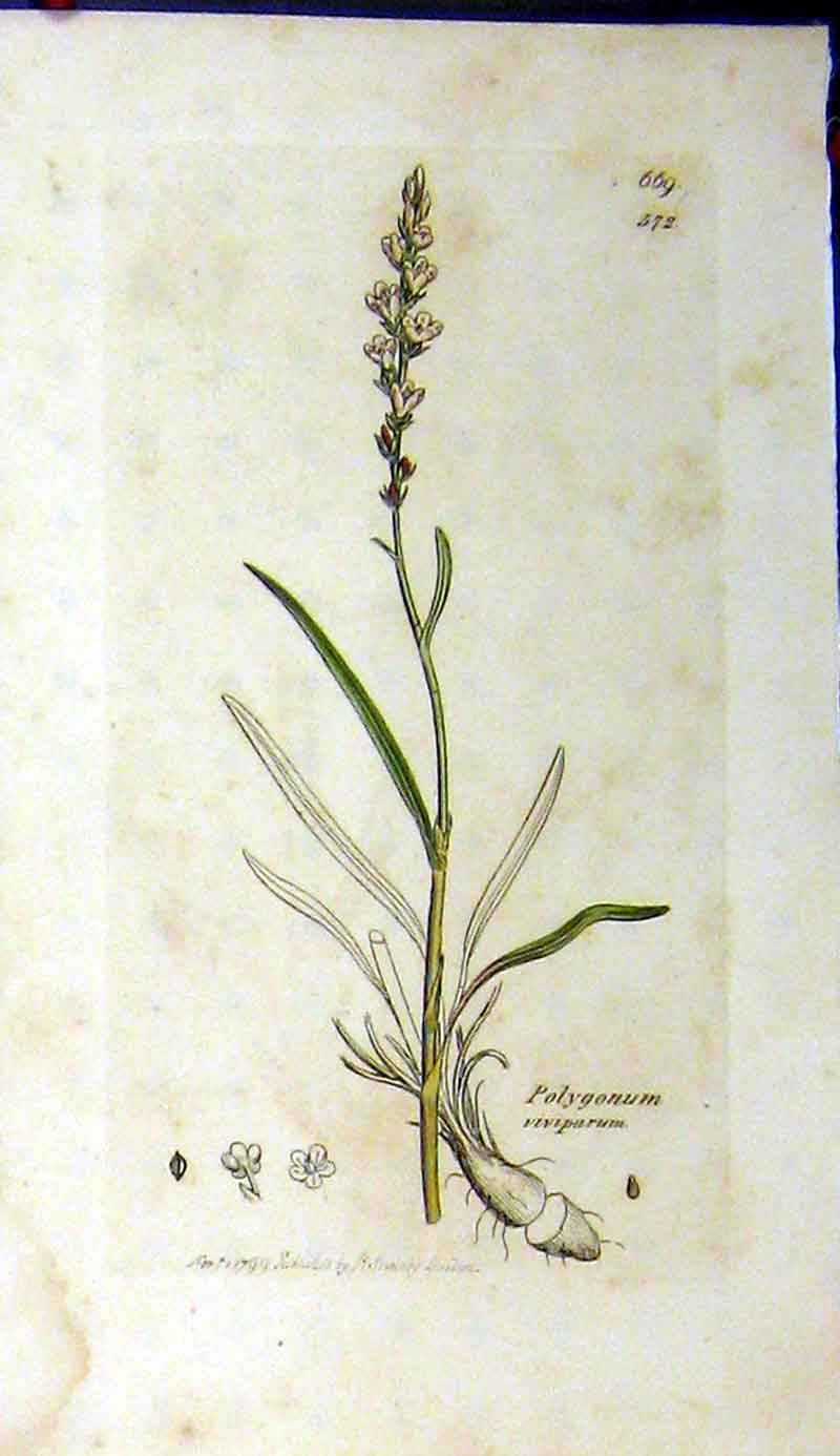 Original Old Antique Print 1799 Sowerby Botanical Polygonum Viviparum Plant