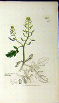Original Old Antique Print 1807 Sowerby Botanical Nasturtium Terrestre 19th