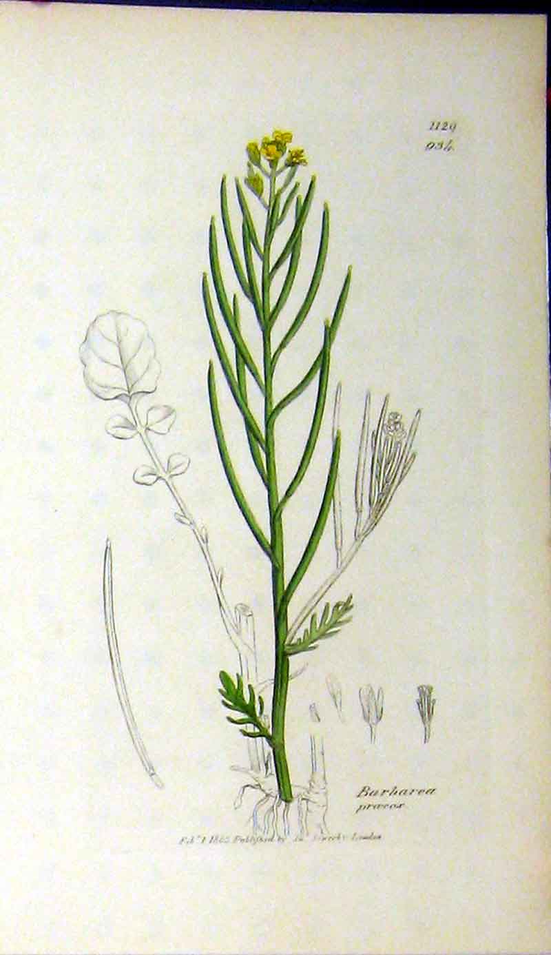 Original Old Antique Print 1803 Sowerby Botanical Barbarea Praecox Plant 19th