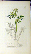 Original Old Antique Print 1793 Sowerby Botanical Cardamine Hirsuta Plant 18th
