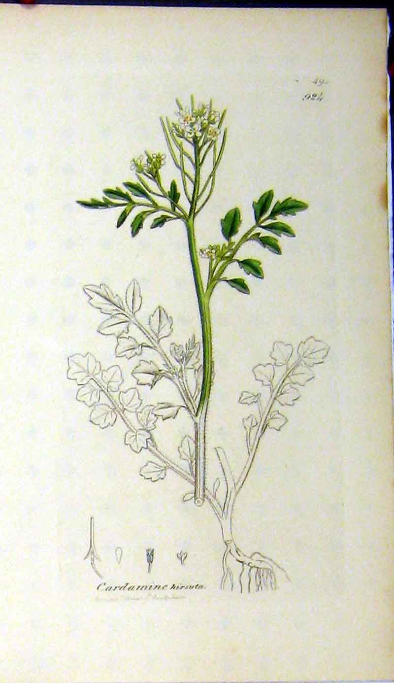 Original Old Antique Print 1793 Sowerby Botanical Cardamine Hirsuta Plant 18th
