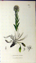 Original Old Antique Print 1807 Sowerby Botanical Lepidium Smithu Plant 19th