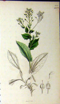 Original Old Antique Print 1837 Sowerby Botanical Green Leaves Plant Colour