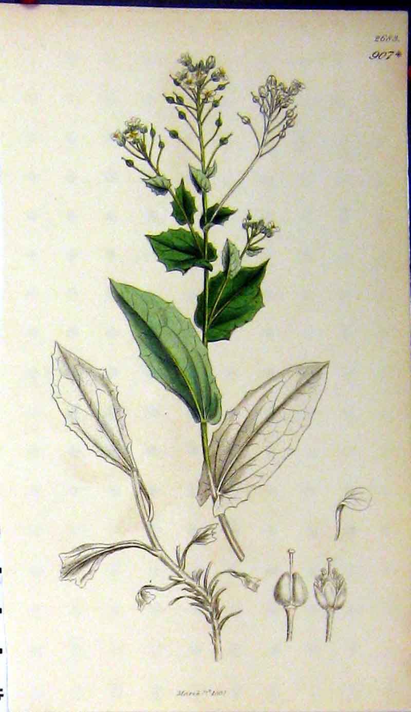 Original Old Antique Print 1837 Sowerby Botanical Green Leaves Plant Colour