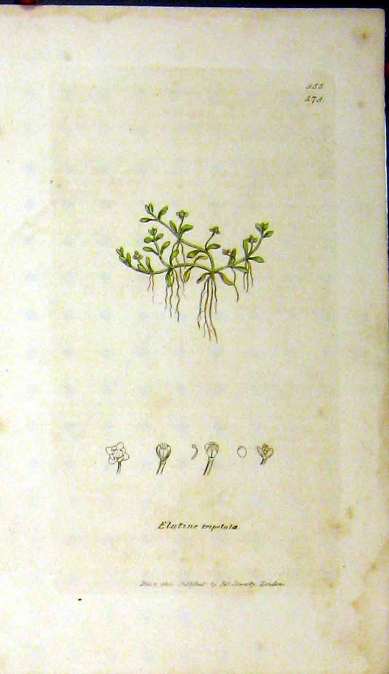 Original Old Antique Print 1801 Sowerby Botanical Elatine Tripetaloe Plant 19th