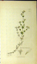 Original Old Antique Print 1810 Sowerby Botanical Galium Witheringu Plant 19th