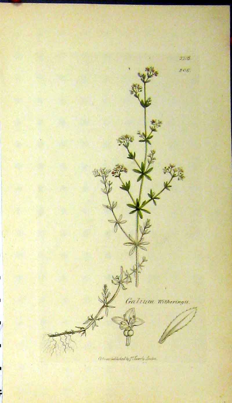 Original Old Antique Print 1810 Sowerby Botanical Galium Witheringu Plant 19th