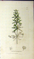 Original Old Antique Print 1810 Sowerby Botanical Galium Saccaratum Plant 19th