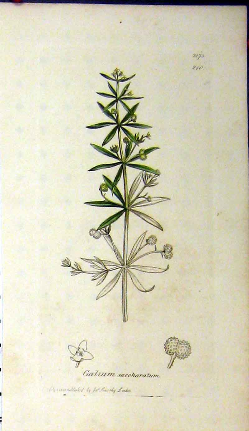 Original Old Antique Print 1810 Sowerby Botanical Galium Saccaratum Plant 19th
