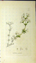 Original Old Antique Print 1800 Sowerby Botanical Galium Saxatile Plant 19th
