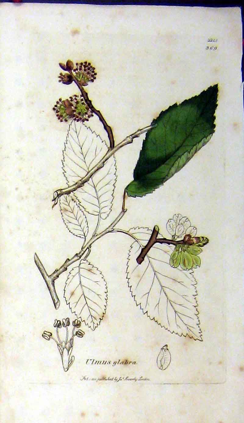 Original Old Antique Print 1811 James Sowerby Botanical Ulmus Glabra Plant 19th