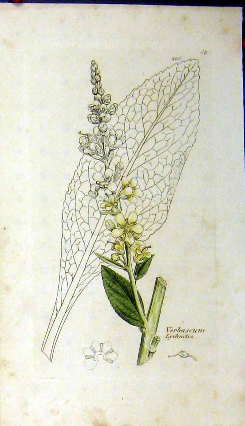 Original Old Antique Print Verbascum Lychnitis Plant James Sowerby Botanical