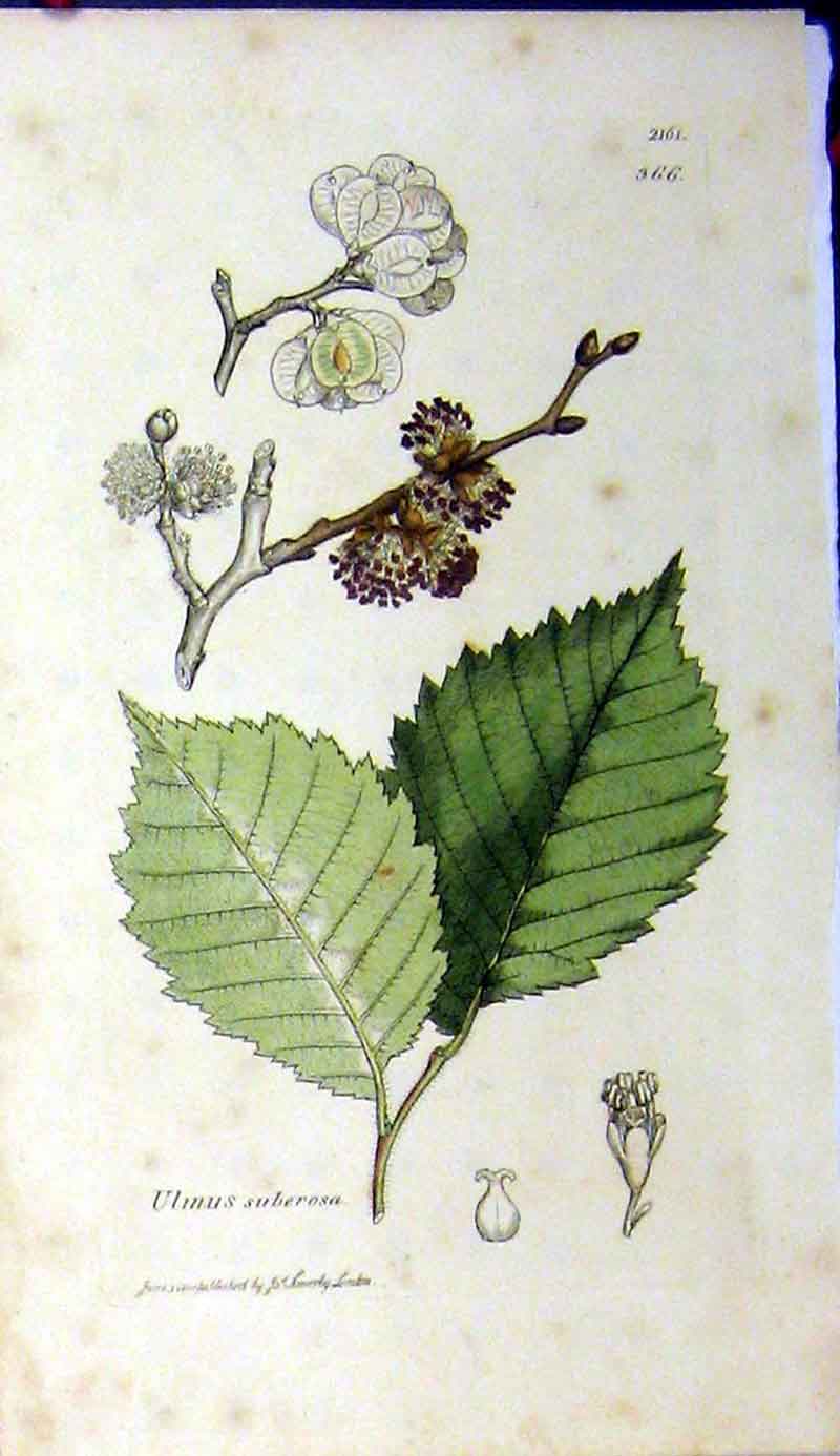 Original Old Antique Print 1810 Sowerby Botanical Ulmus Suberosa Plant 19th