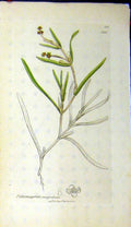 Original Old Antique Print Potamogeton Comprefsum 1797 Sowerby Botanical 18th