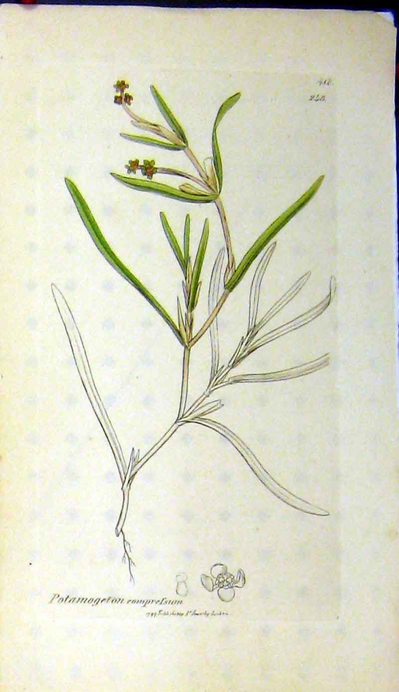 Original Old Antique Print Potamogeton Comprefsum 1797 Sowerby Botanical 18th