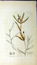 Original Old Antique Print 1809 Sowerby Botanical Potamogeton Lanceolatum 19th