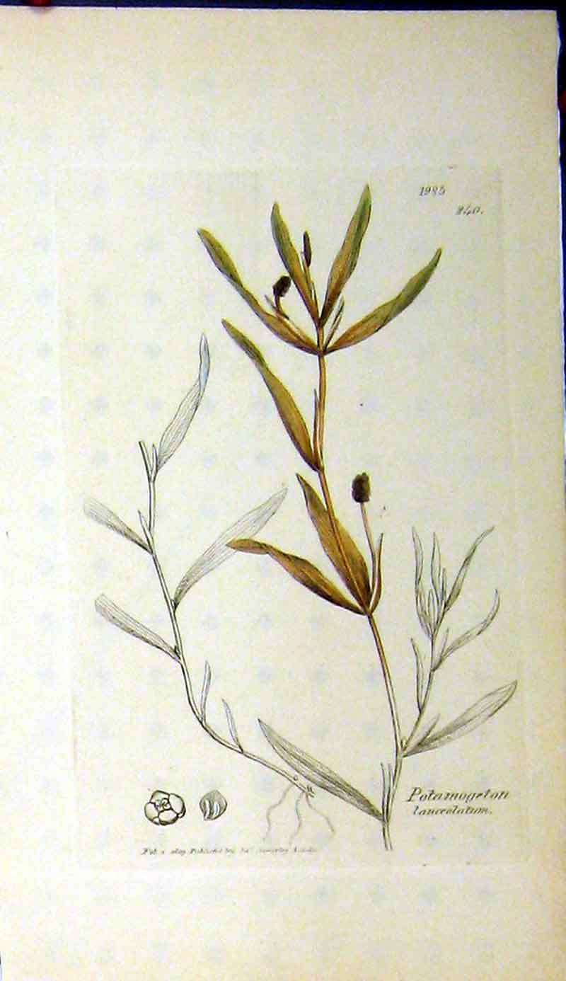 Original Old Antique Print 1809 Sowerby Botanical Potamogeton Lanceolatum 19th