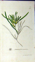 Original Old Antique Print 1811 Sowerby Botanical Potamogeton Gramineum 19th