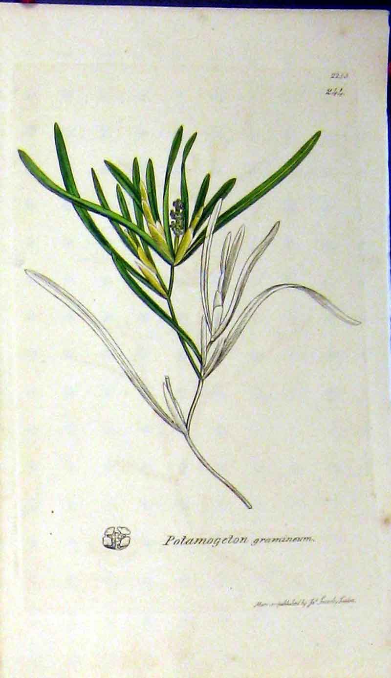 Original Old Antique Print 1811 Sowerby Botanical Potamogeton Gramineum 19th