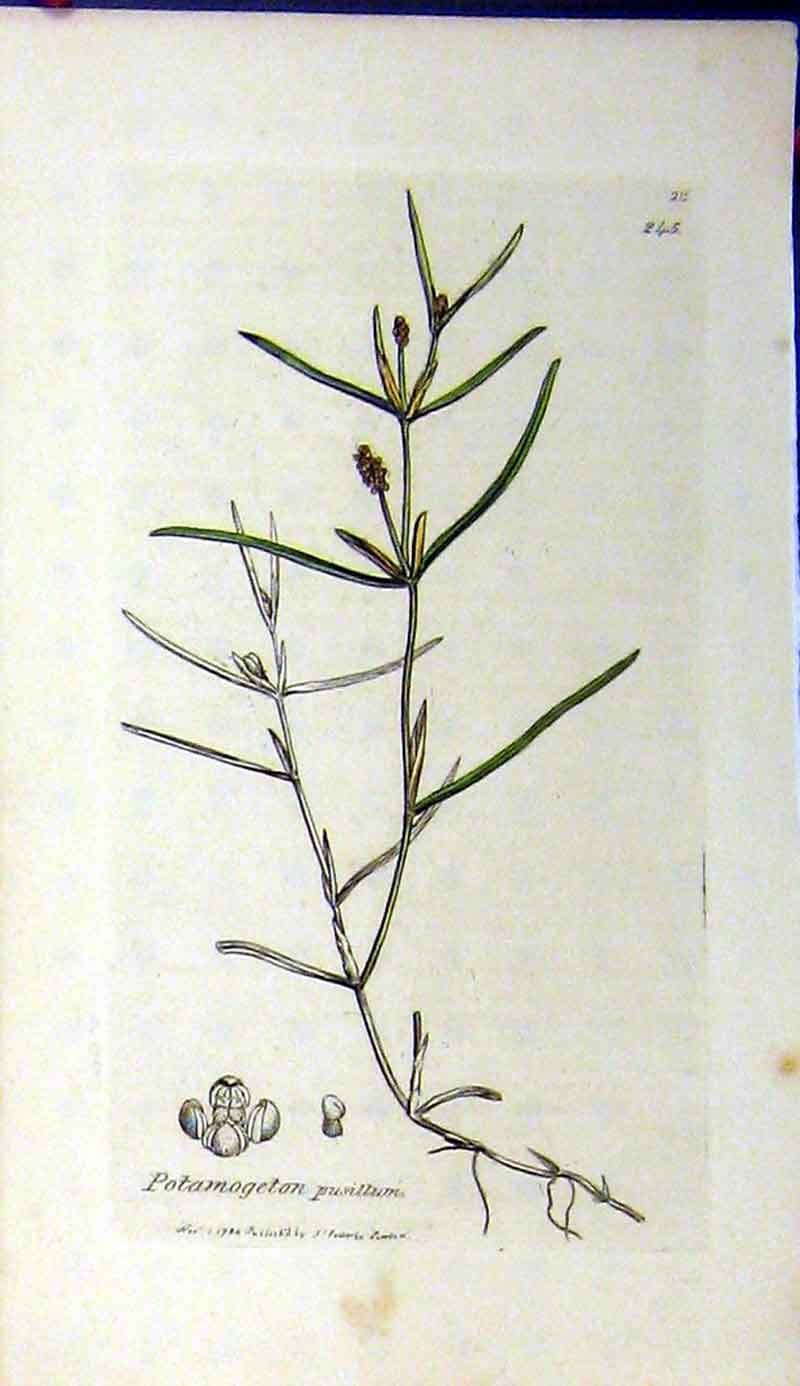 Original Old Antique Print 1794 Botanical Plant Sowerby Potamogeton Pusillum