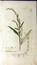 Original Old Antique Print 1802 Sowerby Botanical Polygonum Hydropiper 19th
