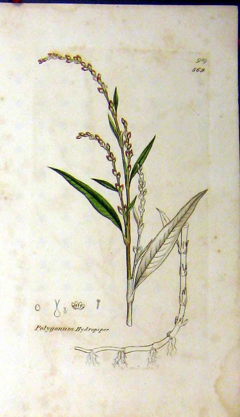 Original Old Antique Print 1802 Sowerby Botanical Polygonum Hydropiper 19th