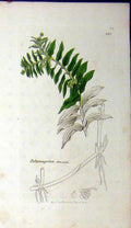 Original Old Antique Print 1797 Sowerby Botanical Potamogeton Densum Plant 18th