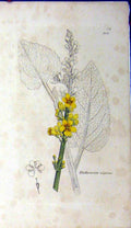 Original Old Antique Print Verbascum Nigrum Plant Sowerby James Botanical