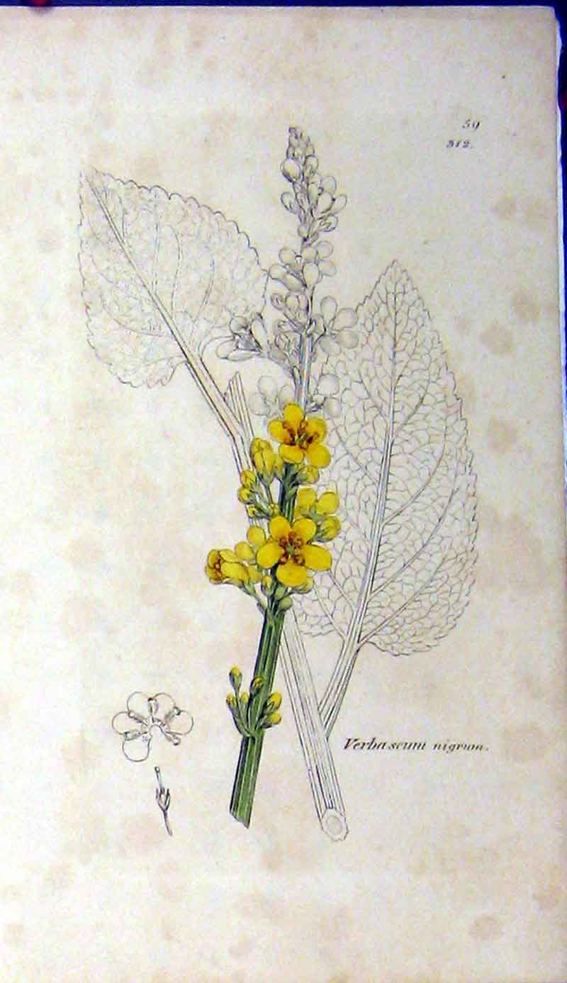 Original Old Antique Print Verbascum Nigrum Plant Sowerby James Botanical
