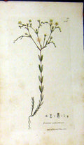 Original Old Antique Print 1797 Sowerby Botanical Linum Catharticum Plant 18th