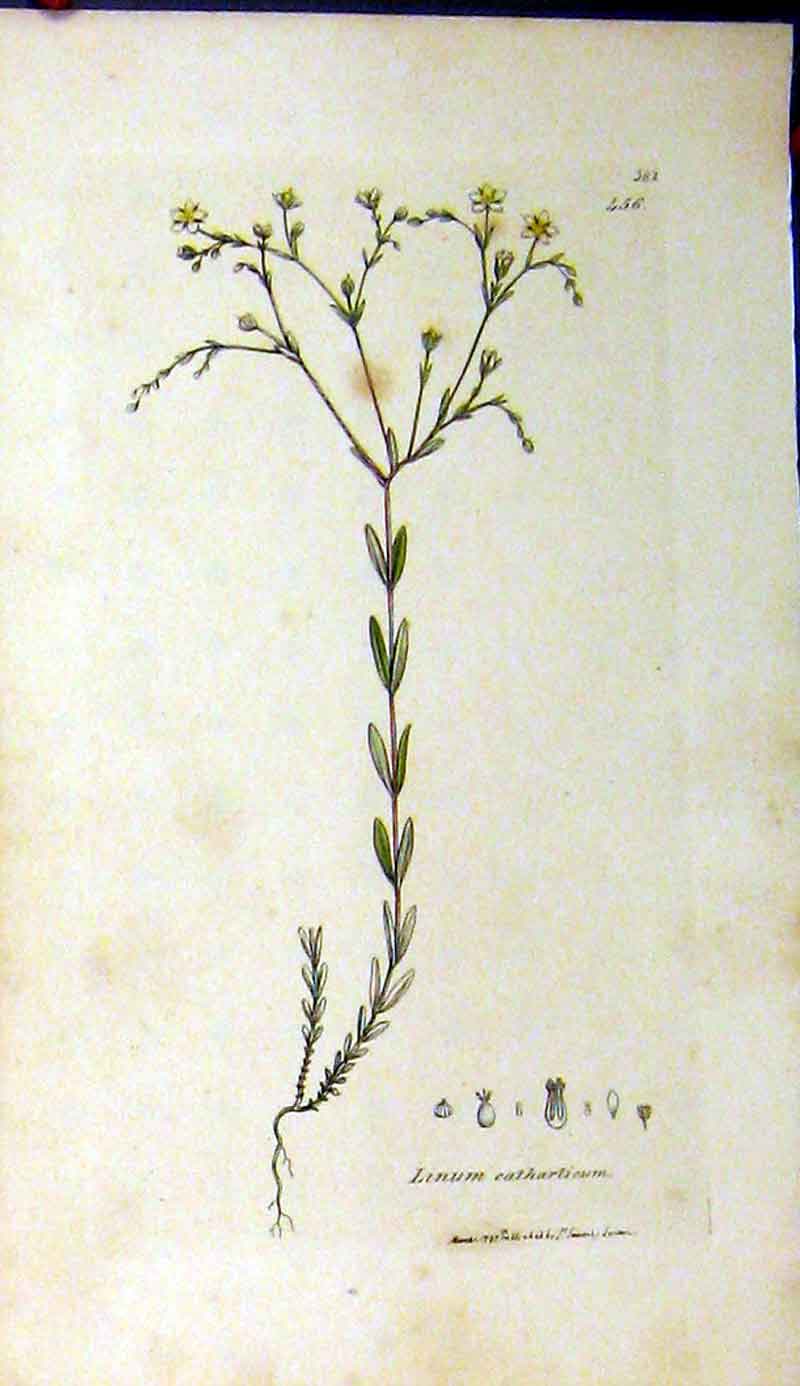 Original Old Antique Print 1797 Sowerby Botanical Linum Catharticum Plant 18th